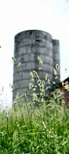 Grazing Dairy Cows